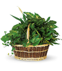 Large Basket Garden from Clermont Florist & Wine Shop, flower shop in Clermont